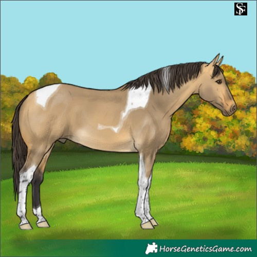 Horse Color:Buckskin Dun Tobiano