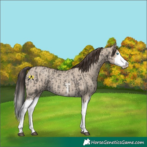 Horse Color:Grullo Sabino Splash  and Classic Champagne Dun Sabino Splash 