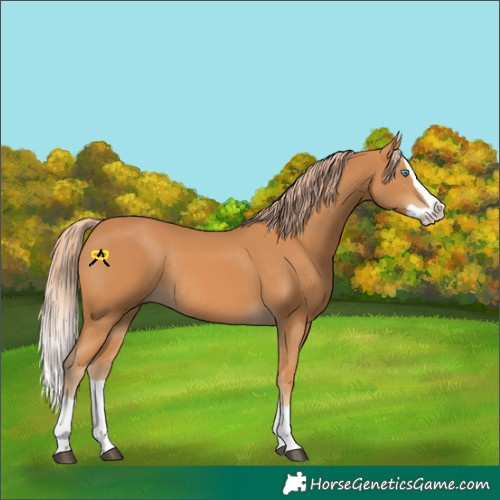 Horse Color:Chestnut Splash Rabicano