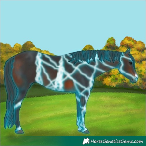 Horse Color:Thunderstruck Bay Sabino 