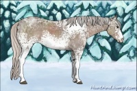 Horse Color:White Spotted Silver Black Ice Sabino Rabicano
