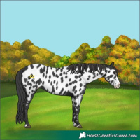 Horse Color:Black Splash Appaloosa