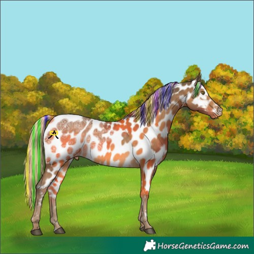 Horse Color:Painted Chocolate Palomino Ice Appaloosa 