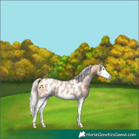 Horse Color:Silver Brown Ice Dun Splash Appaloosa