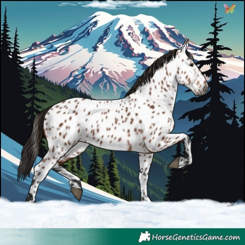 Horse Color:Gray Bay Appaloosa