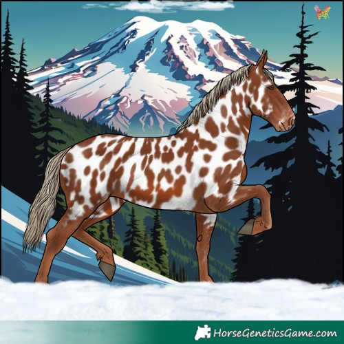 Horse Color:Chestnut Appaloosa 