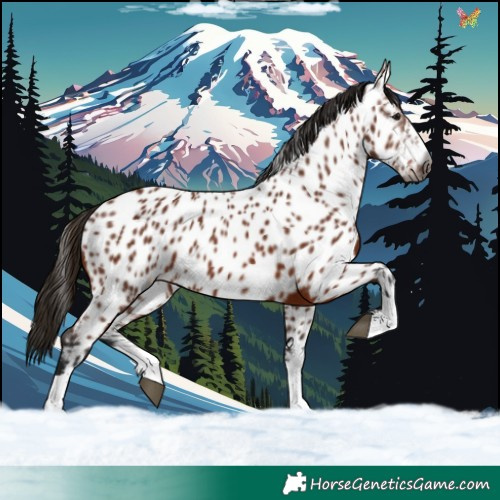 Horse Color:Gray Bay Near Leopard