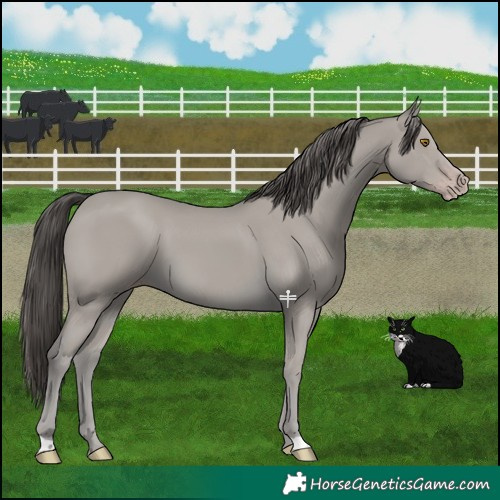 Horse Color:Classic Cream Champagne 