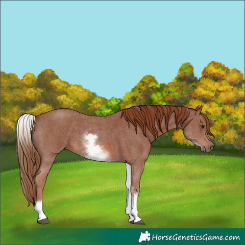 Horse Color:White Spotted Chestnut Sabino 