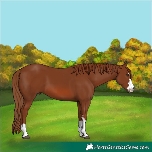Horse Color:Chestnut 