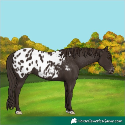 Horse Color:Liver Chestnut Appaloosa 
