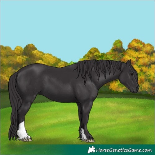 Horse Color:Smoky Black 