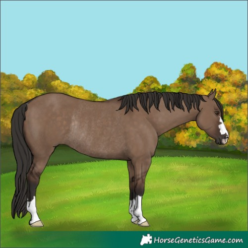 Horse Color:Liver Red Dun Rabicano