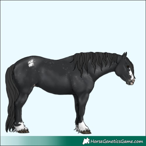 Horse Color:Black Varnish 