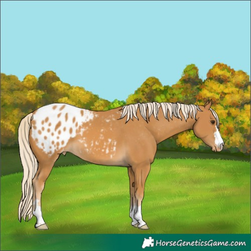 Horse Color:Palomino Appaloosa 