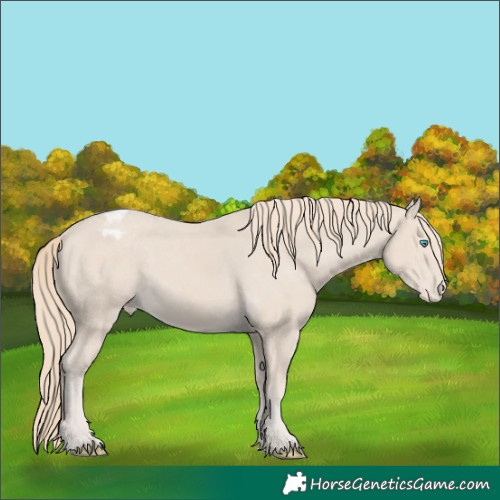 Horse Color:Smoky Creme Appaloosa 