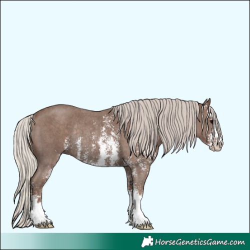 Horse Color:Silver Black Sabino Rabicano 