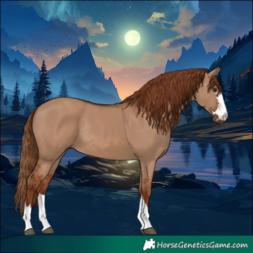Horse Color:Red Dun Rabicano 