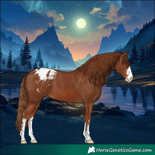 Horse Color:Chestnut Appaloosa
