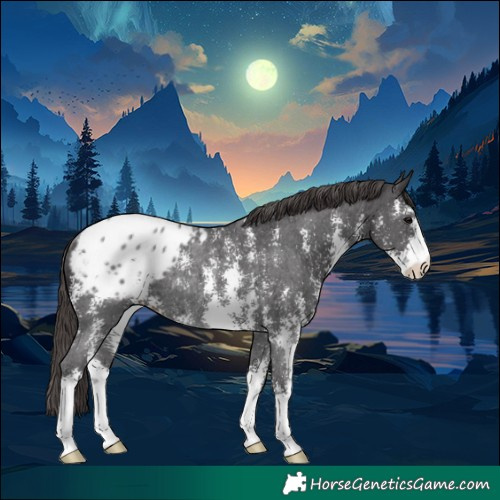 Horse Color:Smoky Black Sabino Appaloosa Rabicano 