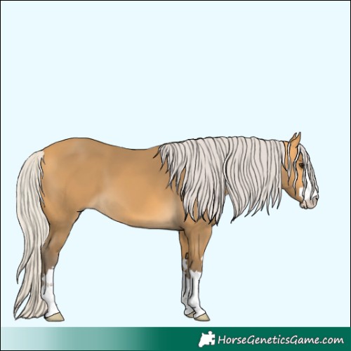 Horse Color:Silver Buckskin 