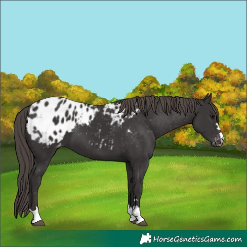 Horse Color:Smoky Black Appaloosa 