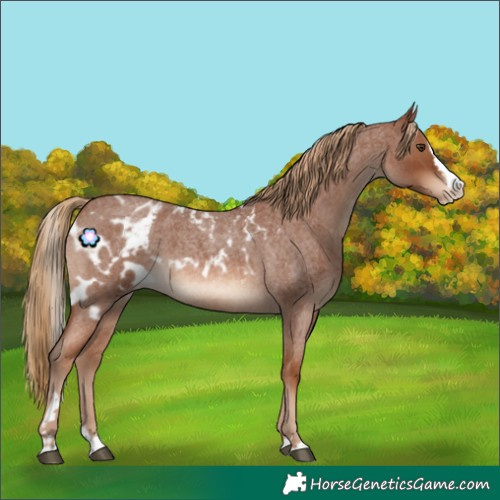 Horse Color:Red Roan Splash Skewed Appaloosa Rabicano 