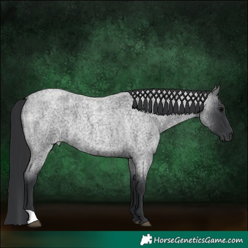 Horse Color:Blue Roan