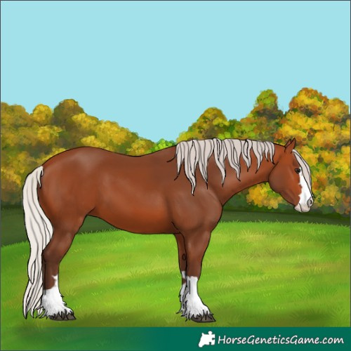 Horse Color:Silver Bay 