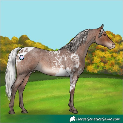 Horse Color:Silver Brown Roan Skewed Appaloosa Rabicano 