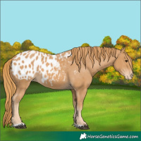 Horse Color:Chestnut Appaloosa 