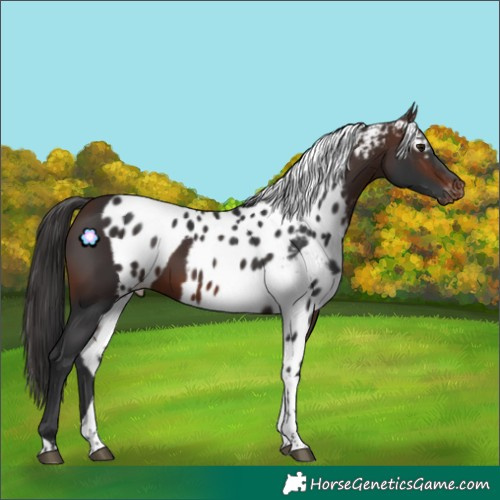 Horse Color:Brown Tobiano Skewed Appaloosa Rabicano 