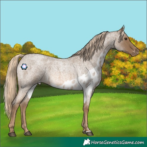 Horse Color:Chocolate Palomino Roan Skewed Appaloosa 