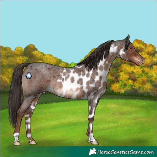 Horse Color:Liver Red Roan Skewed Appaloosa Rabicano 