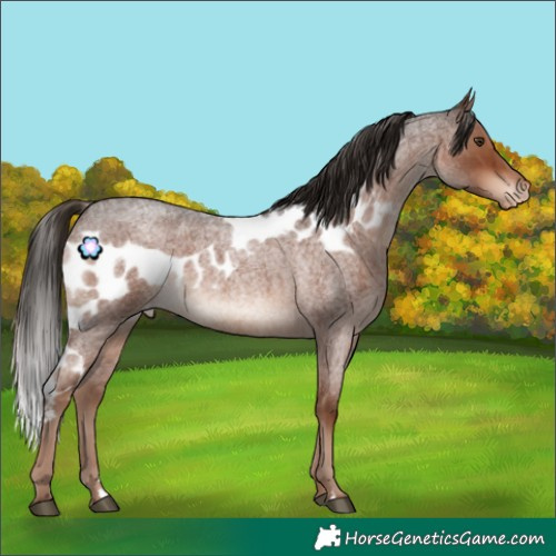 Horse Color:Liver Red Roan Skewed Appaloosa