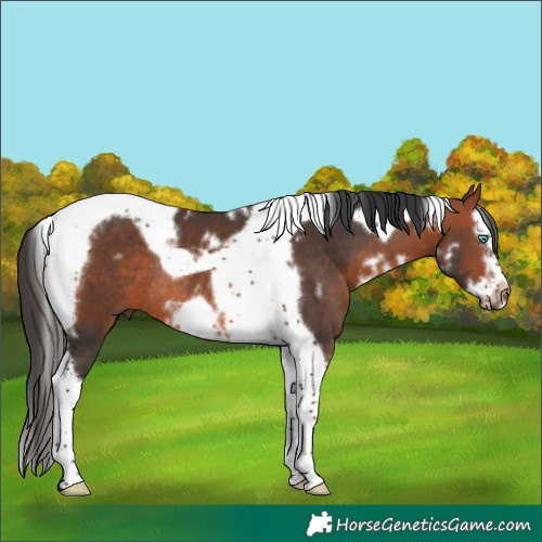 Horse Color:White Spotted Bay Splash Tobiano Frame Rabicano 