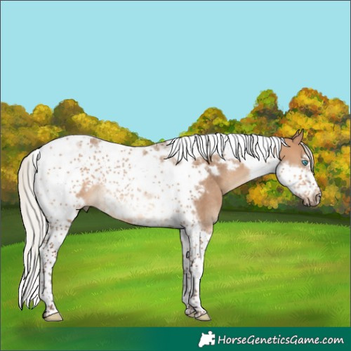 Horse Color:Silver Brown Dun Tobiano Frame Rabicano 