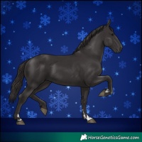 Horse Color:Smoky Black and Smoky Black