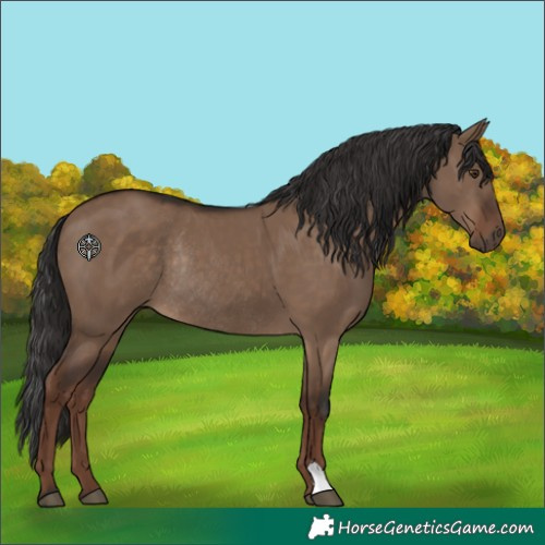 Horse Color:Liver Red Dun Rabicano