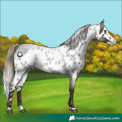 Horse Color:Liver Red Roan Splash Skewed Appaloosa Rabicano 