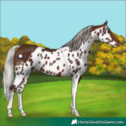 Horse Color:Silver Brown Tobiano Skewed Appaloosa Rabicano 