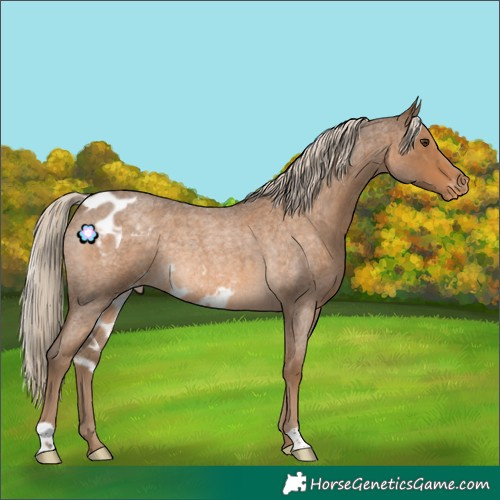 Horse Color:Chocolate Palomino Roan Skewed Appaloosa Rabicano 
