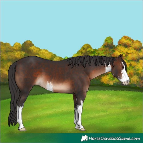 Horse Color:White Spotted Brown