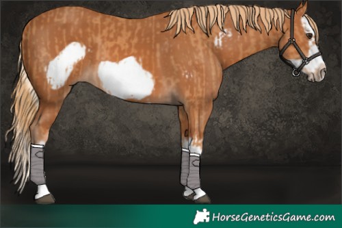Horse Color:Chestnut Splash Frame and Chestnut Splash Frame
