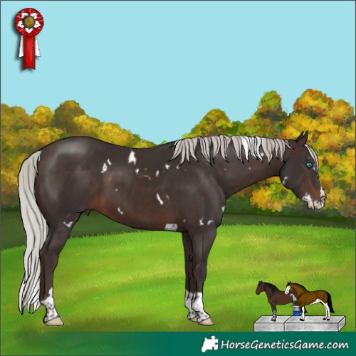 Horse Color:White Spotted Silver Brown Splash Tobiano