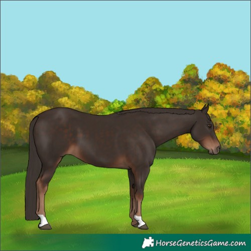 Horse Color:Liver Chestnut 