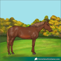 Horse Color:Chestnut 