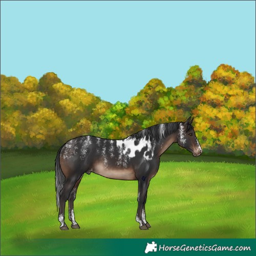 Horse Color:Powder White Brown Skewed Appaloosa Rabicano 