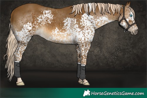 Horse Color:Chocolate Palomino Splash Tobiano Rabicano 