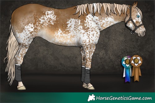Horse Color:Chocolate Palomino Splash Tobiano Rabicano